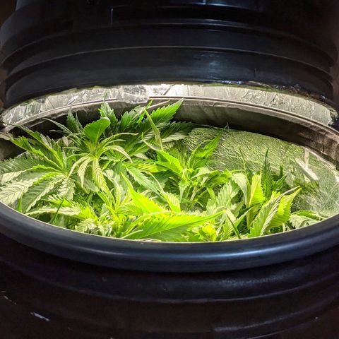 Northern Lights Auto  growlog timeline photo