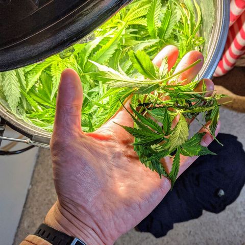 Northern Lights Auto  growlog timeline photo