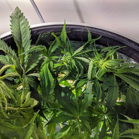 Northern Lights Auto  growlog timeline photo