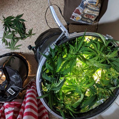 Northern Lights Auto  growlog timeline photo