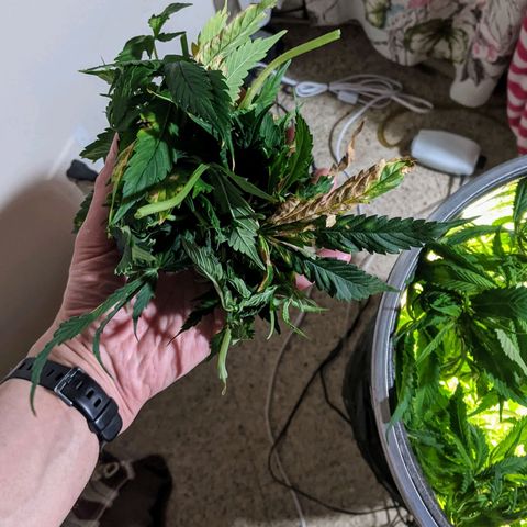 Northern Lights Auto  growlog photo: Serious defoliation.