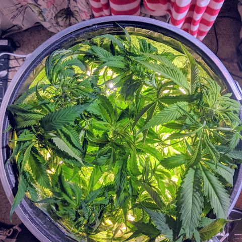 Northern Lights Auto  growlog photo: Serious defoliation.