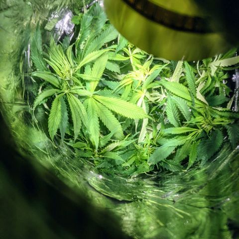 Northern Lights Auto  growlog timeline photo
