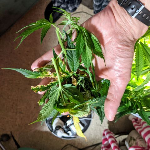 Northern Lights Auto  growlog timeline photo