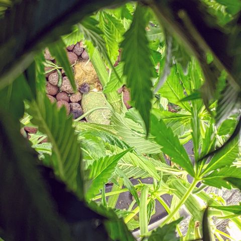 Northern Lights Auto  growlog timeline photo
