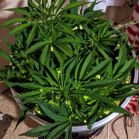 Northern Lights Auto  growlog timeline photo