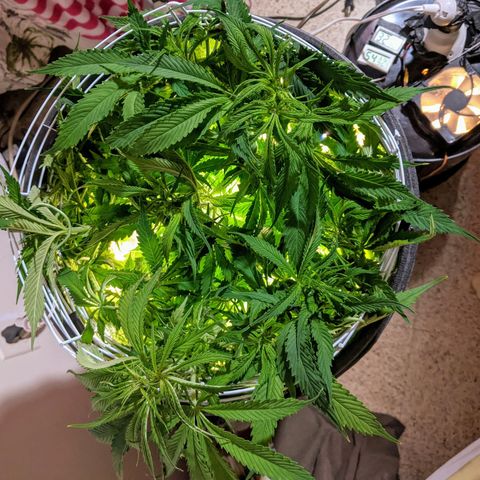 Northern Lights Auto  growlog timeline photo