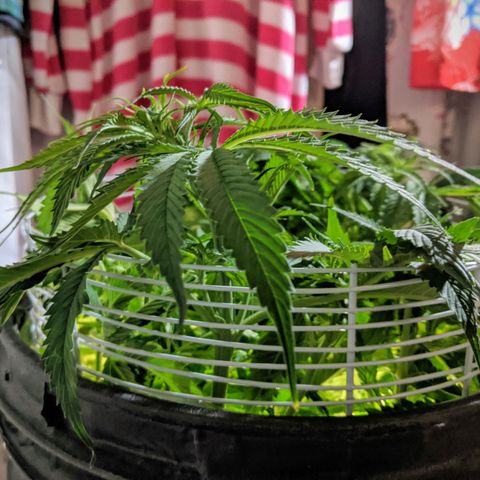 Northern Lights Auto  growlog timeline photo