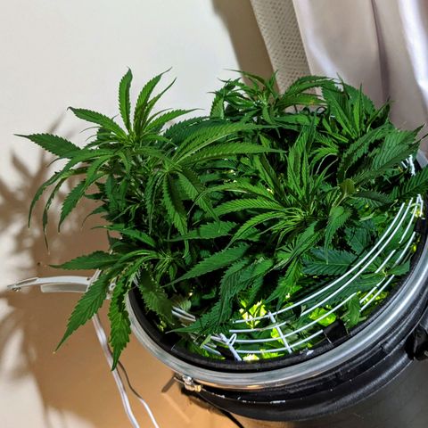 Northern Lights Auto  growlog timeline photo