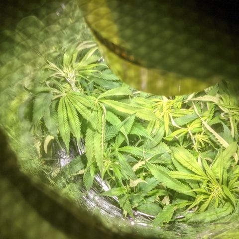Northern Lights Auto  growlog timeline photo
