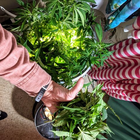 Northern Lights Auto  growlog timeline photo