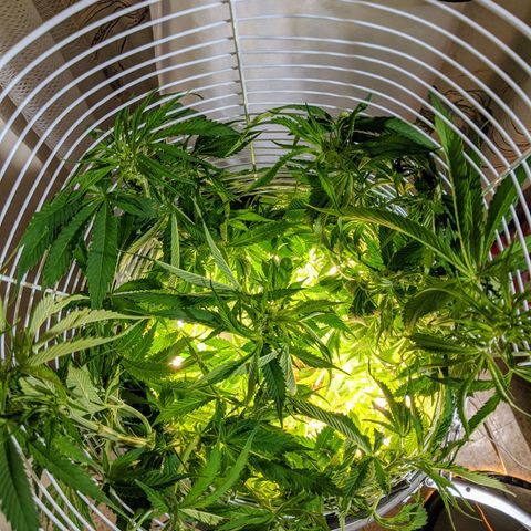 Northern Lights Auto  growlog timeline photo