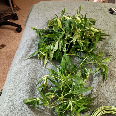 Northern Lights Auto  growlog timeline photo