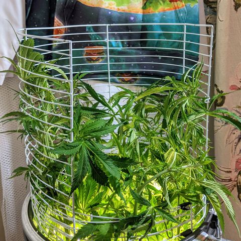 Northern Lights Auto  growlog timeline photo