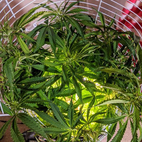 Northern Lights Auto  growlog timeline photo