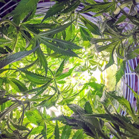 Northern Lights Auto  growlog photo: Finally starting to flower. Added carbon filter. 