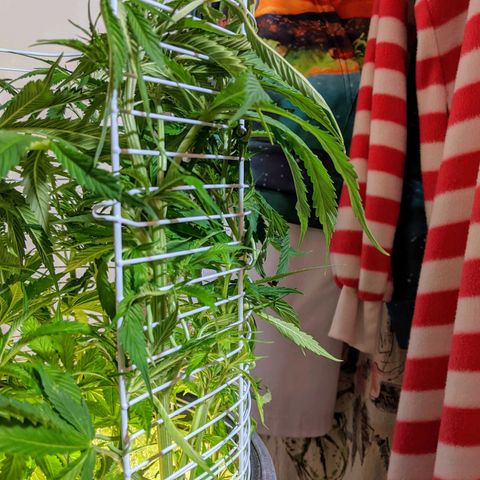 Northern Lights Auto  growlog photo: It grows taller. 