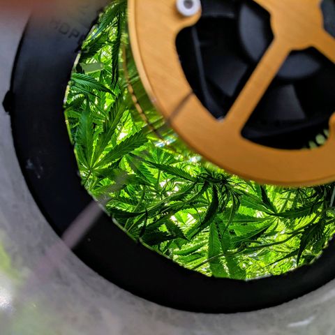 Northern Lights Auto  growlog photo: It grows taller. 