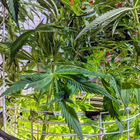 Northern Lights Auto  growlog photo: It grows taller. 