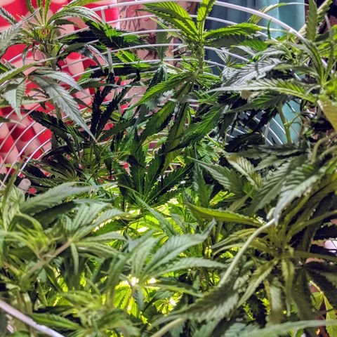 Northern Lights Auto  growlog timeline photo