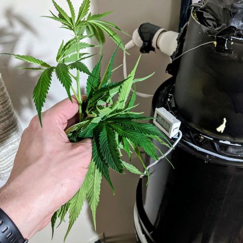 Northern Lights Auto  growlog timeline photo