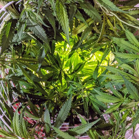 Northern Lights Auto  growlog timeline photo