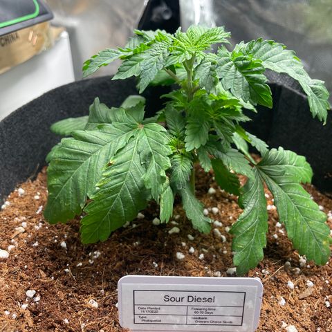 Sour Diesel growlog timeline photo
