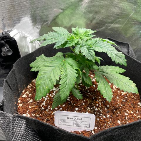 Sour Diesel growlog timeline photo