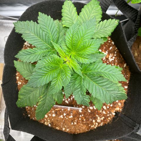Sour Diesel growlog timeline photo