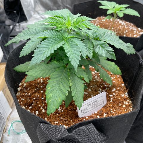 Sour Diesel growlog timeline photo