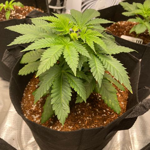 Sour Diesel growlog timeline photo