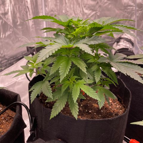 Sour Diesel growlog timeline photo