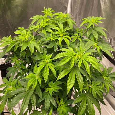 Sour Diesel growlog timeline photo
