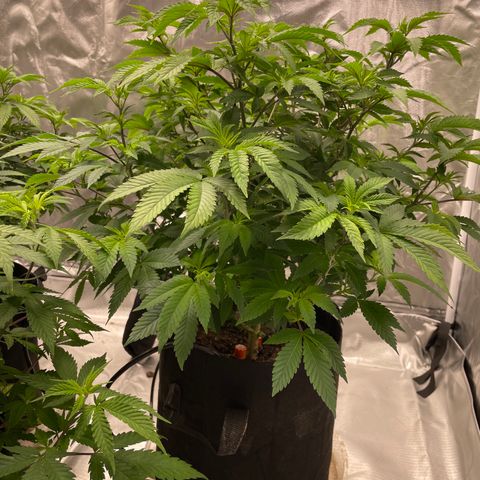 Sour Diesel growlog timeline photo
