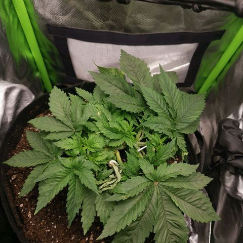 Kushi growlog photo: Düngen, Gießen, LST