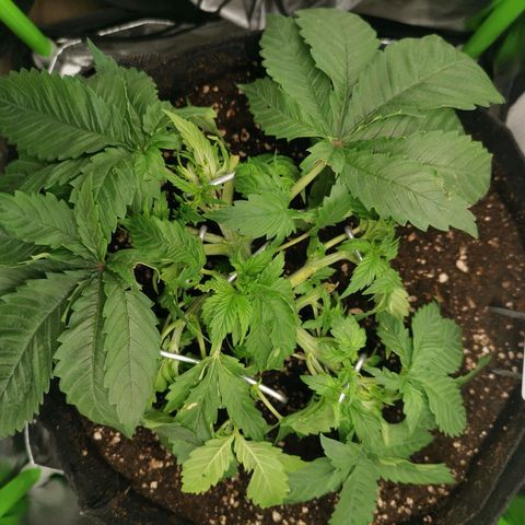 Kushi growlog photo: Düngen, Gießen, LST