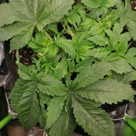 Kushi growlog photo: Düngen, Gießen, LST