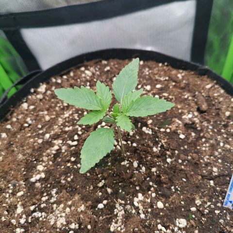 Kushi growlog timeline photo