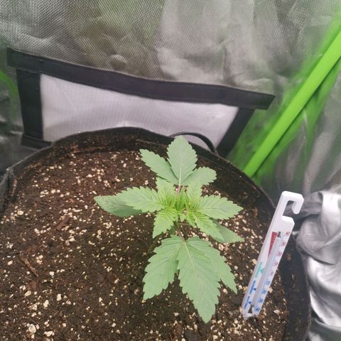 Kushi growlog timeline photo