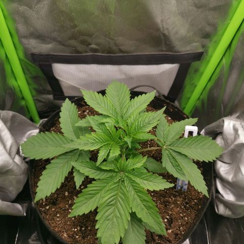 Kushi growlog timeline photo