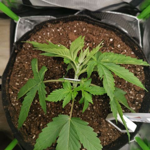Kushi growlog timeline photo