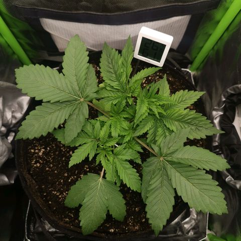 Kushi growlog timeline photo