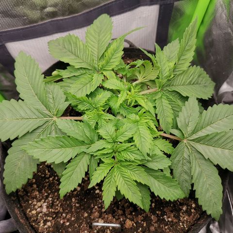 Kushi growlog timeline photo