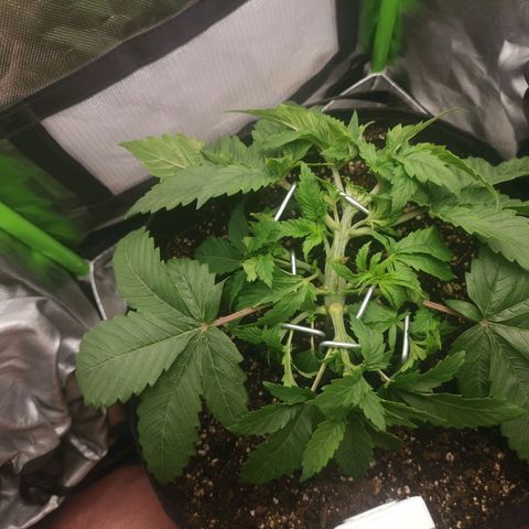 Kushi growlog timeline photo