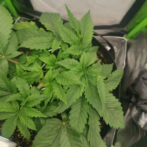 Kushi growlog timeline photo