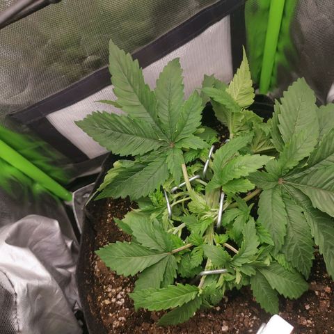 Kushi growlog timeline photo