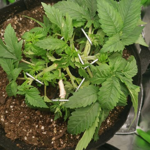 Kushi growlog timeline photo
