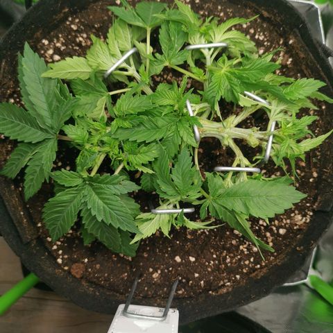 Kushi growlog timeline photo