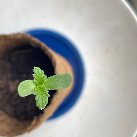 Auto Purple  growlog photo: Tag 9