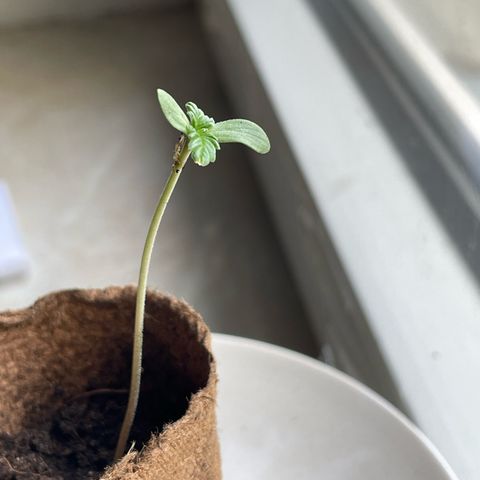 Auto Purple  growlog photo: Tag 9